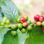 Arabica kávé columbia