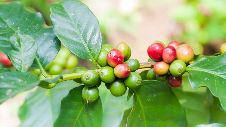 Arabica kávé columbia