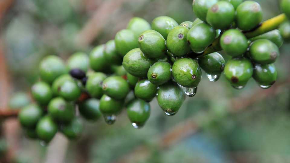 Arabica kávé kenya