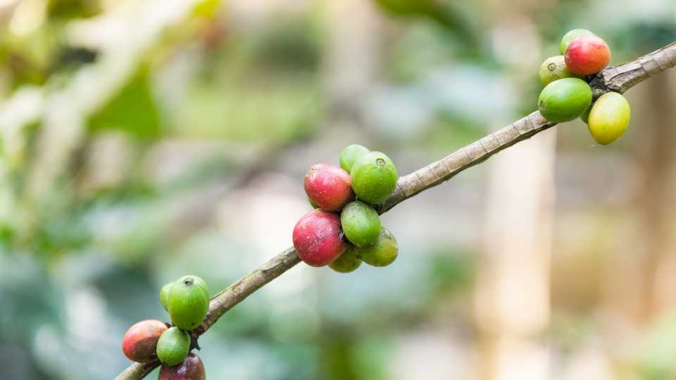 arabica kávé - Antigua