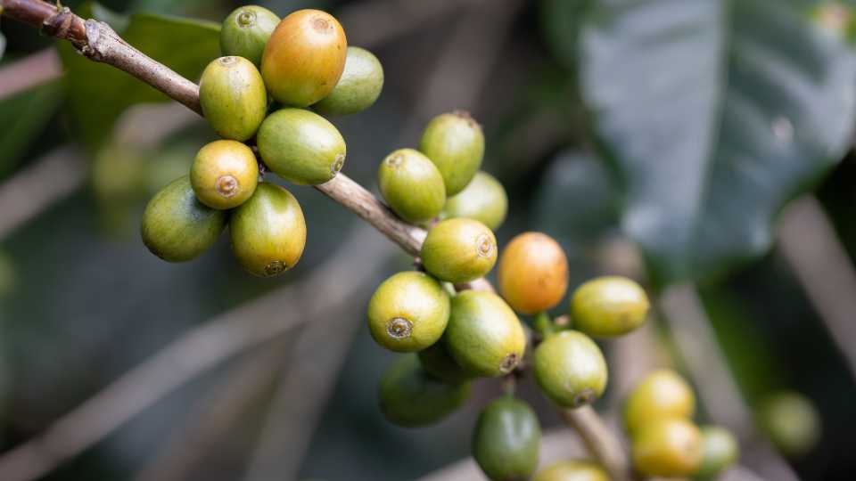 arabica kávé - Catuai