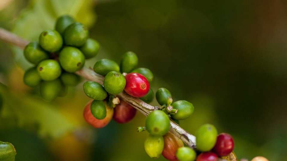 arabica kávé - Caturra