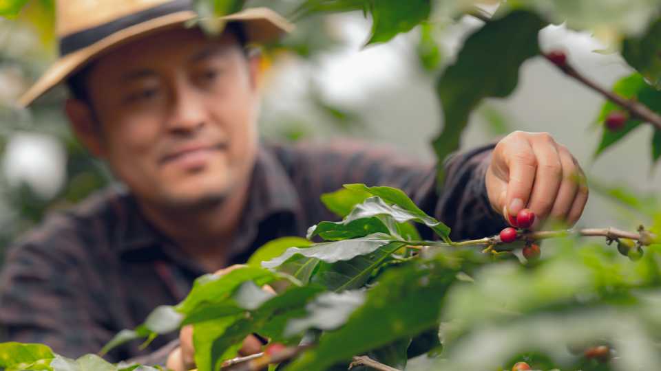 arabica kávé - Guatemala