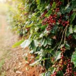 arabica kávé - Hawaii Kona