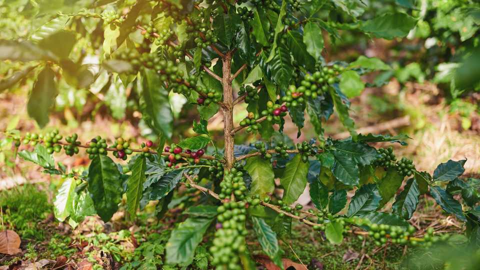 arabica kávé - Nicaragua