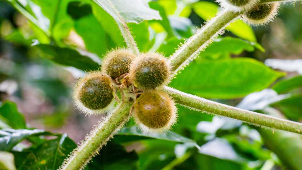 arabica kávé - panama