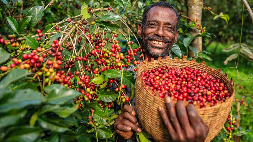 robusta kávé Ethiopia