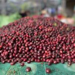 robusta kávé uganda