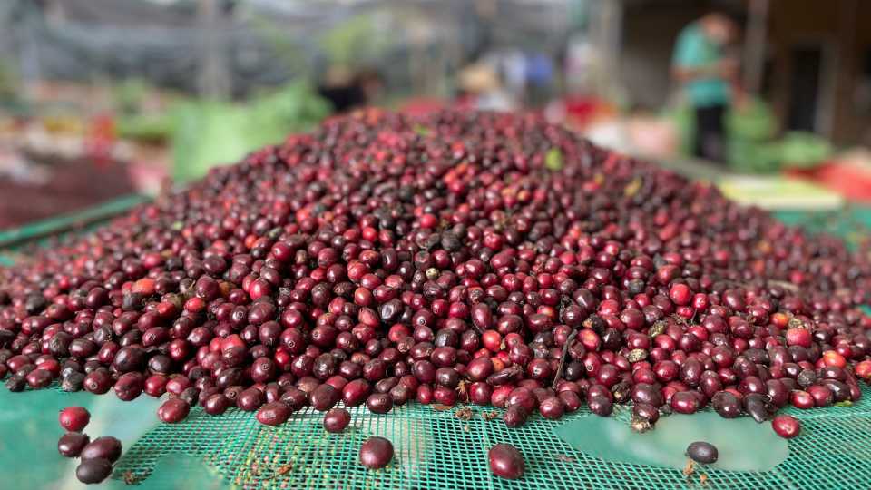 robusta kávé uganda